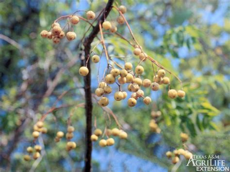 are china berries poisonous to goats